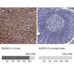 ALDH1L1 Antibody in Immunohistochemistry (Paraffin) (IHC (P))