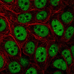 CBP Polyclonal Antibody