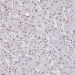 CBP Antibody in Immunohistochemistry (Paraffin) (IHC (P))