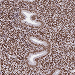 CBP Antibody in Immunohistochemistry (Paraffin) (IHC (P))