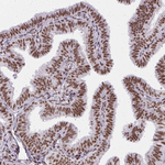 CBP Antibody in Immunohistochemistry (Paraffin) (IHC (P))