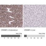 CBP Antibody in Immunohistochemistry (Paraffin) (IHC (P))