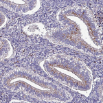 VAMP4 Antibody in Immunohistochemistry (Paraffin) (IHC (P))