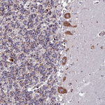 VAMP4 Antibody in Immunohistochemistry (Paraffin) (IHC (P))