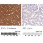 Dynamin 1 Antibody in Immunohistochemistry (Paraffin) (IHC (P))