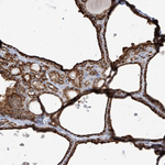 PDIA6 Antibody in Immunohistochemistry (Paraffin) (IHC (P))