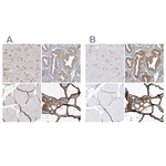 PDIA6 Polyclonal Antibody