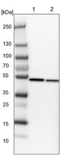 PDIA6 Antibody in Western Blot (WB)