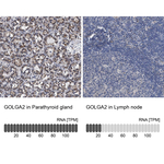 GM130 Antibody in Immunohistochemistry (Paraffin) (IHC (P))