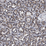 GM130 Antibody in Immunohistochemistry (Paraffin) (IHC (P))