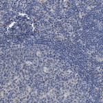 GM130 Antibody in Immunohistochemistry (Paraffin) (IHC (P))