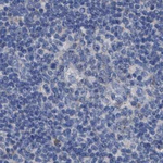 GM130 Antibody in Immunohistochemistry (Paraffin) (IHC (P))