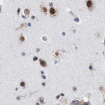 GM130 Antibody in Immunohistochemistry (Paraffin) (IHC (P))