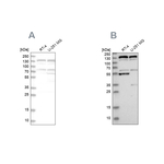 GM130 Antibody in Western Blot (WB)