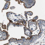 EBP50 Antibody in Immunohistochemistry (Paraffin) (IHC (P))