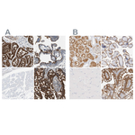 EBP50 Polyclonal Antibody