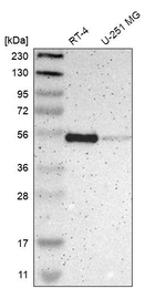 EBP50 Antibody in Western Blot (WB)