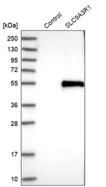 EBP50 Antibody in Western Blot (WB)