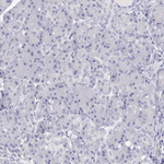 Calbindin D28K Antibody in Immunohistochemistry (Paraffin) (IHC (P))