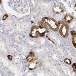 Calbindin D28K Antibody in Immunohistochemistry (Paraffin) (IHC (P))