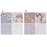 Calbindin D28K Polyclonal Antibody
