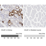 Calbindin D28K Antibody in Immunohistochemistry (Paraffin) (IHC (P))