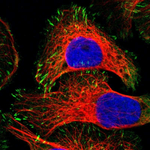 Zyxin Polyclonal Antibody