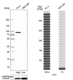 Zyxin Antibody in Western Blot (WB)