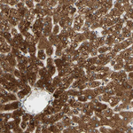 Cytochrome P450 Reductase Antibody in Immunohistochemistry (Paraffin) (IHC (P))