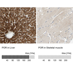 Cytochrome P450 Reductase Antibody in Immunohistochemistry (Paraffin) (IHC (P))