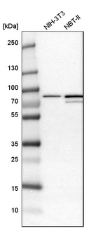 Cytochrome P450 Reductase Antibody in Western Blot (WB)
