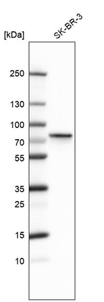 Cytochrome P450 Reductase Antibody in Western Blot (WB)