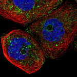 Caveolin 2 Polyclonal Antibody