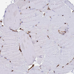 Caveolin 2 Antibody in Immunohistochemistry (Paraffin) (IHC (P))