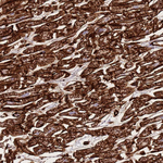 Caveolin 2 Antibody in Immunohistochemistry (Paraffin) (IHC (P))