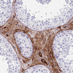Caveolin 2 Antibody in Immunohistochemistry (Paraffin) (IHC (P))