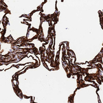 Caveolin 2 Antibody in Immunohistochemistry (Paraffin) (IHC (P))