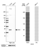 Caveolin 2 Antibody in Western Blot (WB)