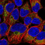 Mitofilin Antibody in Immunocytochemistry (ICC/IF)