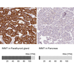 Mitofilin Antibody in Immunohistochemistry (Paraffin) (IHC (P))