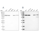 Mitofilin Antibody in Western Blot (WB)