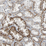 NDRG1 Antibody in Immunohistochemistry (Paraffin) (IHC (P))