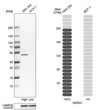 NDRG1 Antibody in Western Blot (WB)