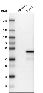 NDRG1 Antibody in Western Blot (WB)