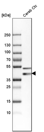 Synaptophysin Antibody in Western Blot (WB)