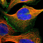 ZO-2 Polyclonal Antibody