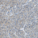 ZO-2 Antibody in Immunohistochemistry (Paraffin) (IHC (P))