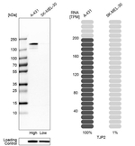 ZO-2 Antibody in Western Blot (WB)
