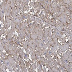 CD147 Antibody in Immunohistochemistry (Paraffin) (IHC (P))