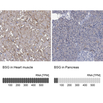 CD147 Polyclonal Antibody